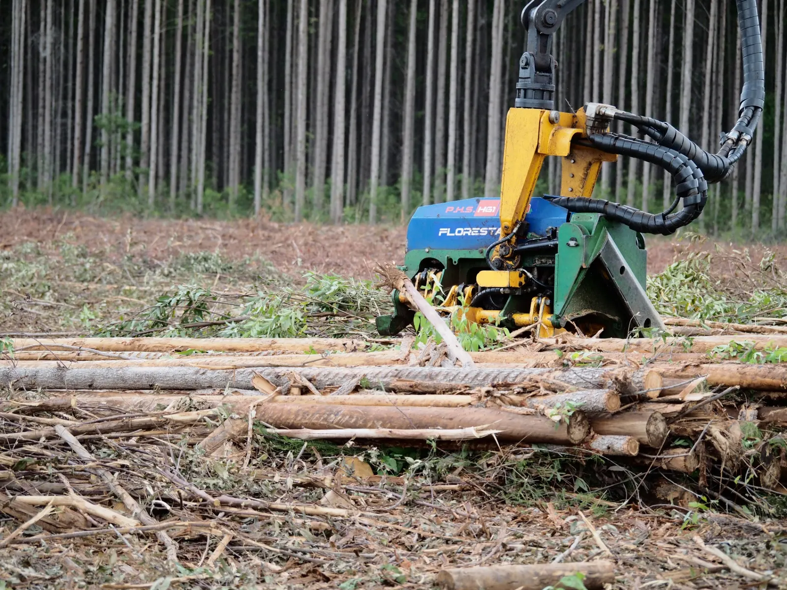 Cabeçote harvester colhendo eucalipto Cloeziana maduro